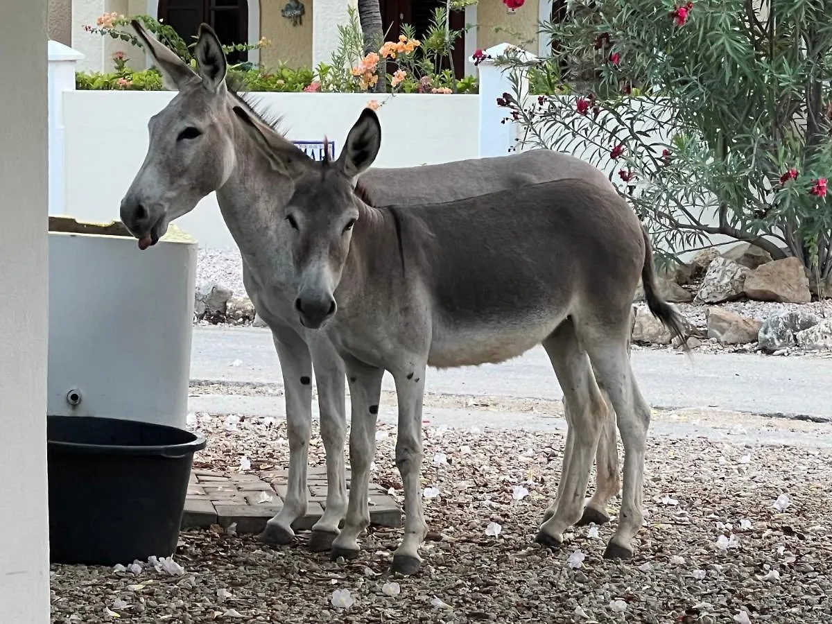 Diver'S Paradise Bonaire Κράλεντικ Μποναίρ, Άγιος Ευστάθιος και Σάμπα